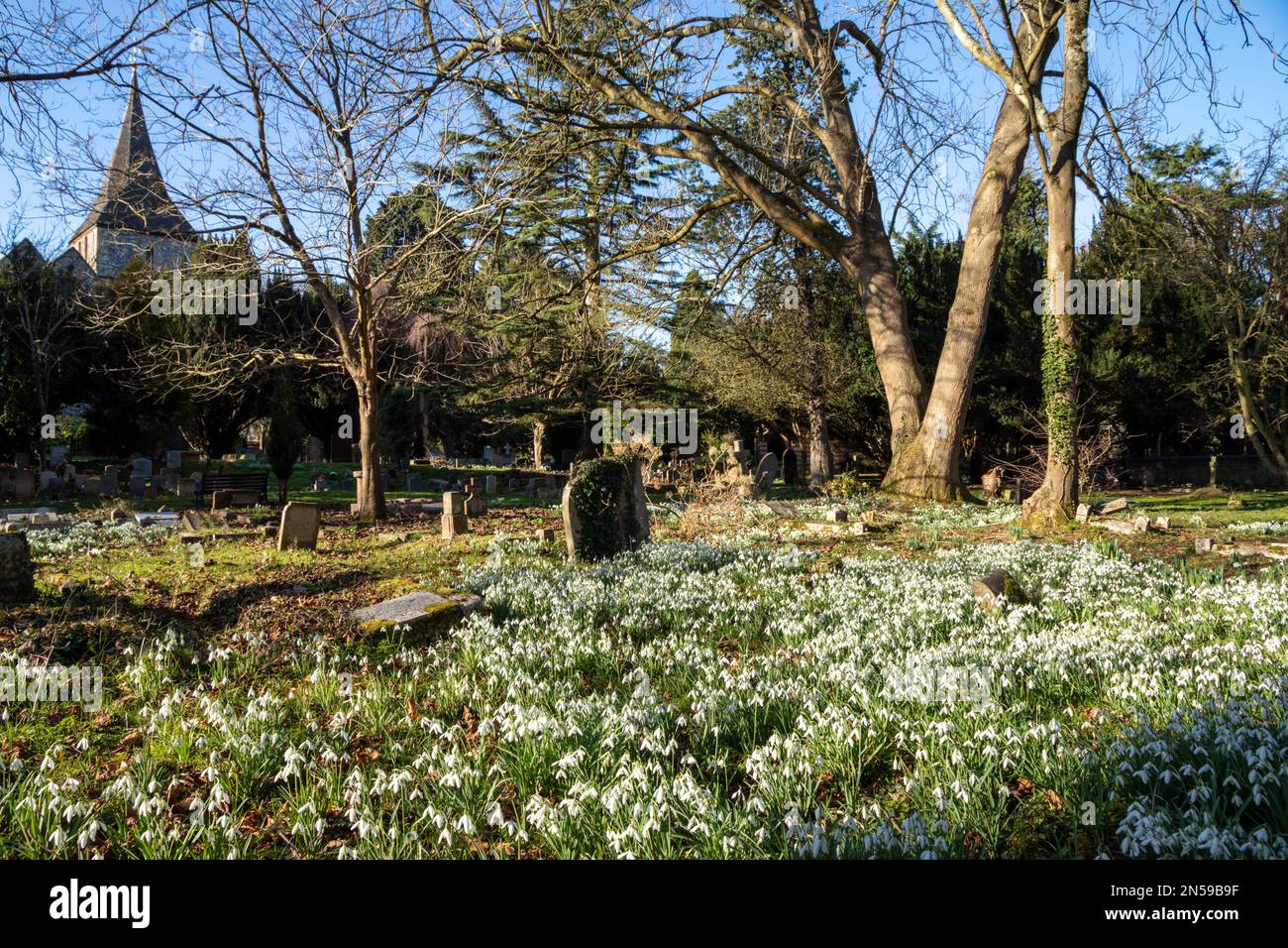 Schneeglöckchen wachsen auf einem Friedhof Stockfoto