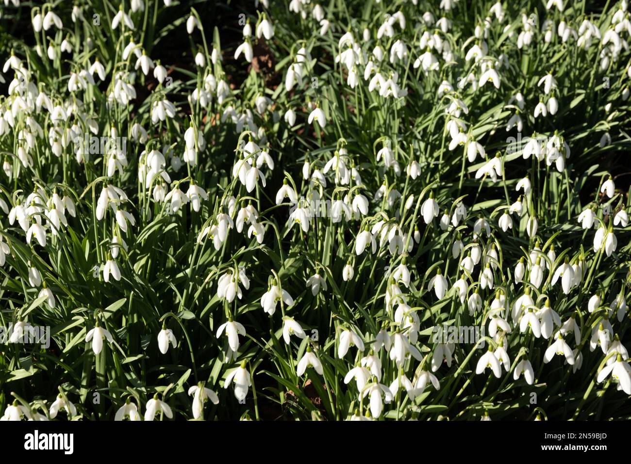 Im Spätherbst/Frühling wachsen Schneeglöckchen in einem englischen Waldgebiet Stockfoto