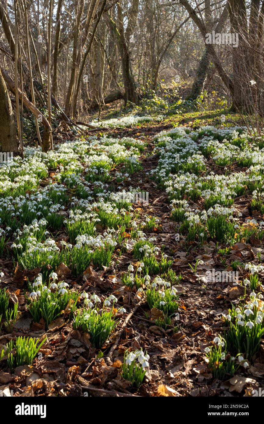 Schneeglöckchen, die im Spätwinter/Frühling in einem englischen Waldgebiet wachsen Stockfoto