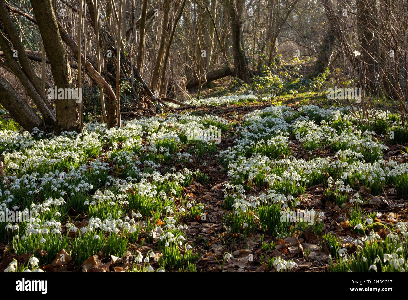 Schneeglöckchen, die im Spätwinter/Frühling in einem englischen Waldgebiet wachsen Stockfoto