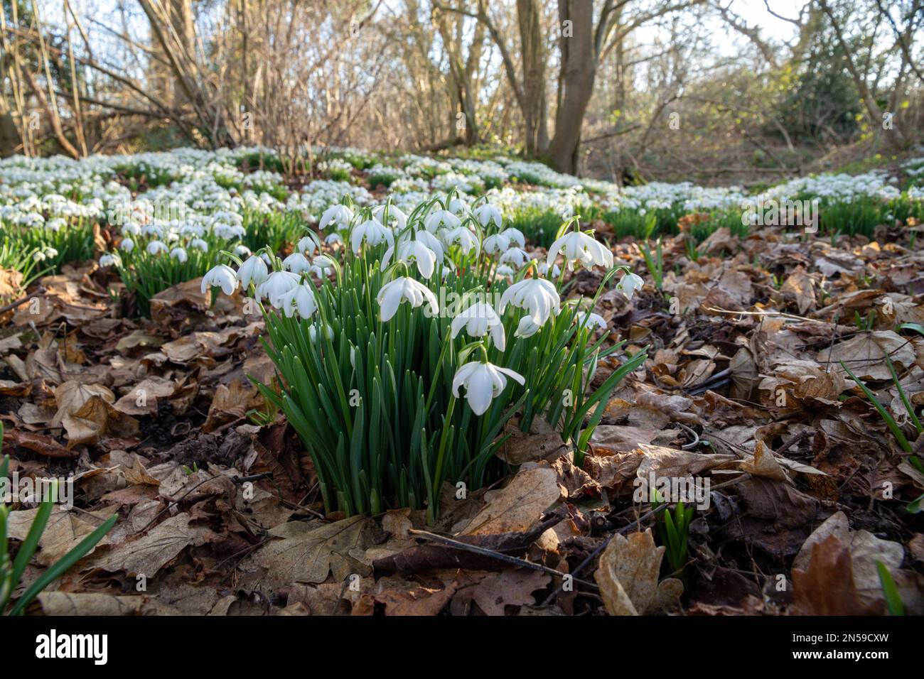 Schneeglöckchen wachsen im Frühling in einem englischen Wald Stockfoto