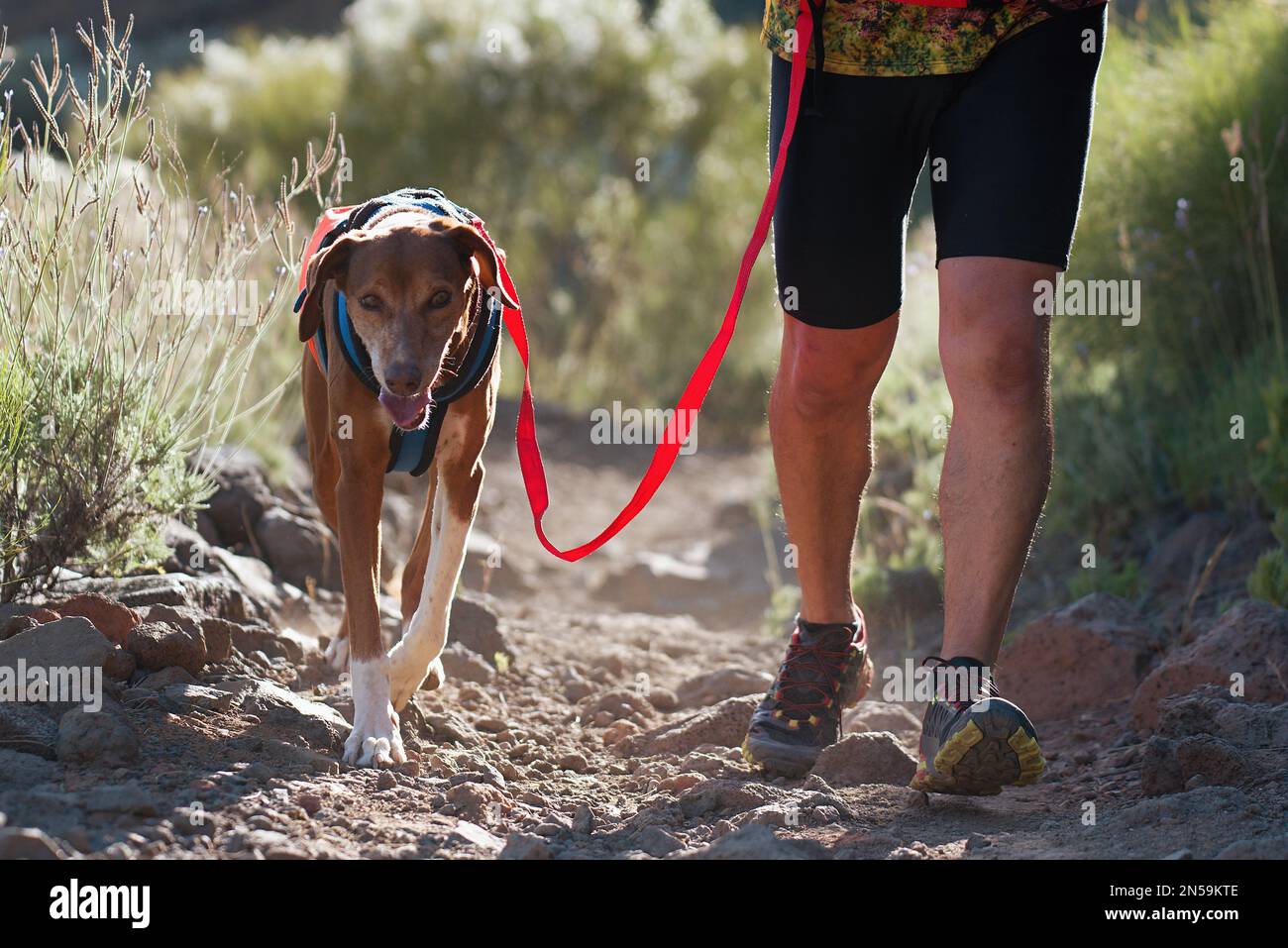 Der Hund und sein Besitzer nehmen an einem beliebten Canicross-Rennen Teil. Canicross-Hundezucht-Rennen Stockfoto
