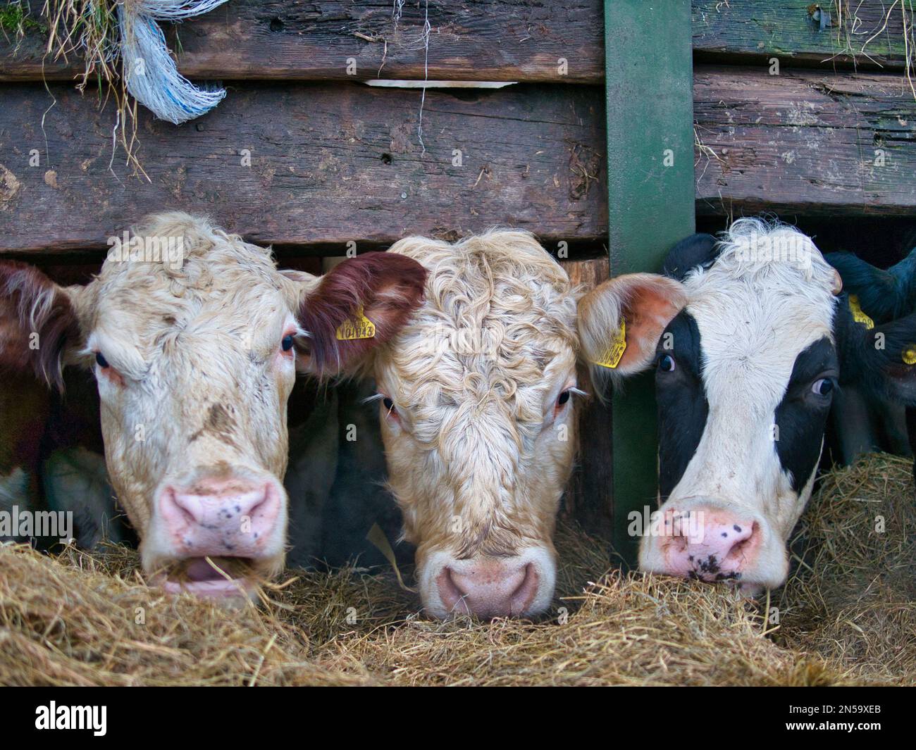 Drei Kühe in einer Scheune essen Winterfutter. Im Winter in Cheshire, Großbritannien aufgenommen. Stockfoto