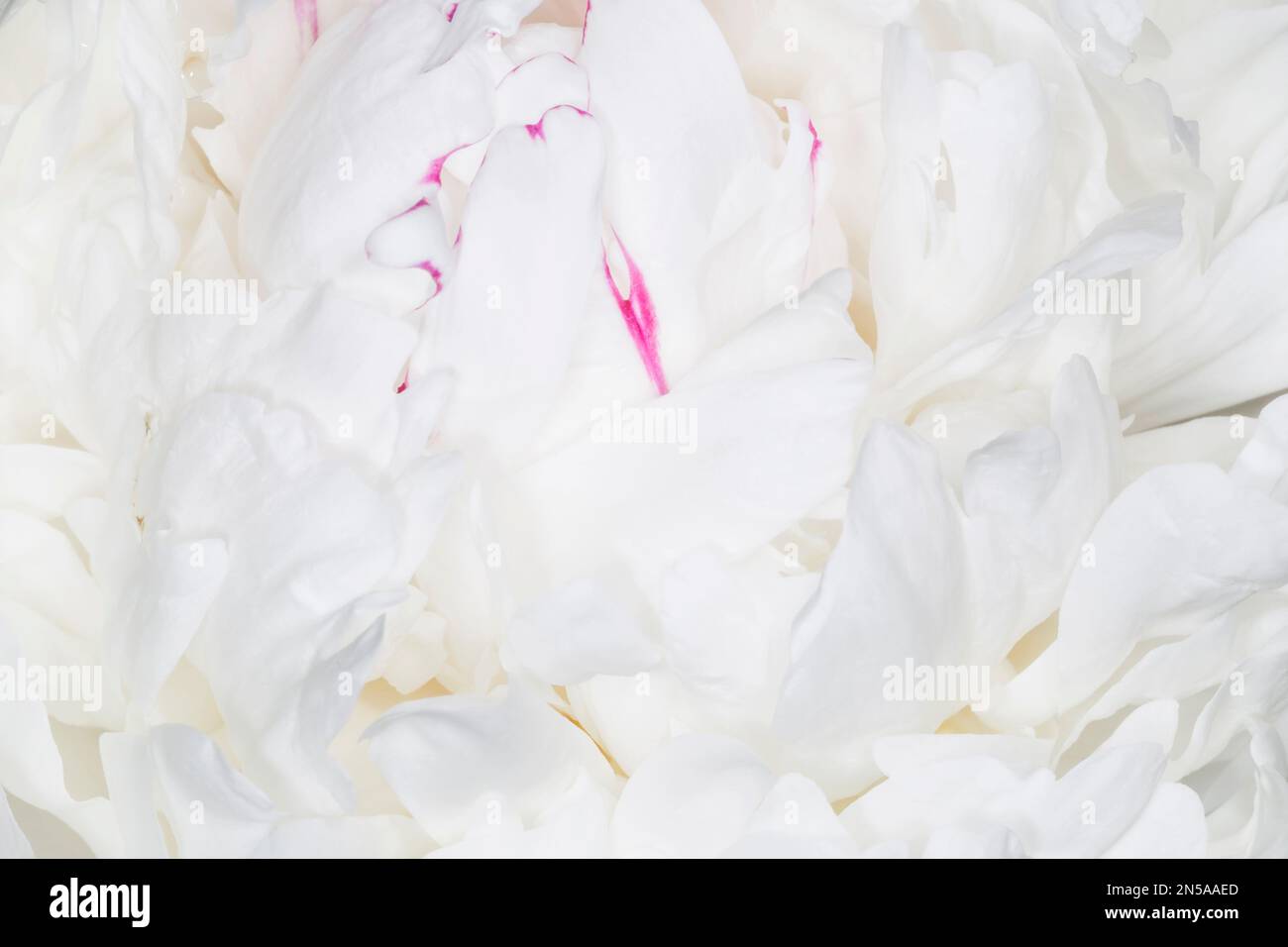 Nahaufnahme der weißen Blütenblätter der wunderschönen Pfingstrosen Stockfoto