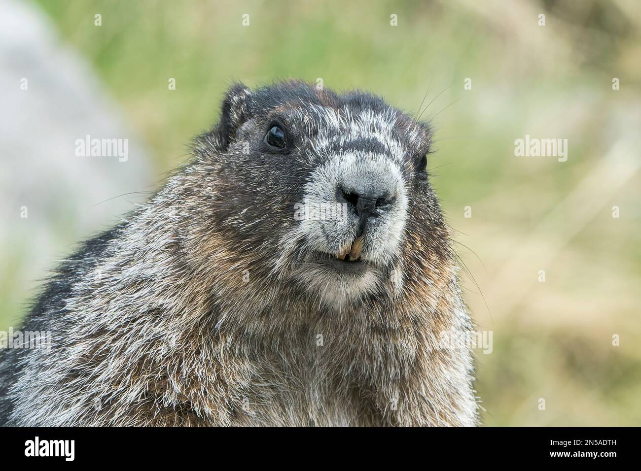 Murmeltier, Marmota caligata, einzelnes Tier, das auf einem Felsen ruht, Medicine Lake, Rocky Mountains, Kanada Stockfoto