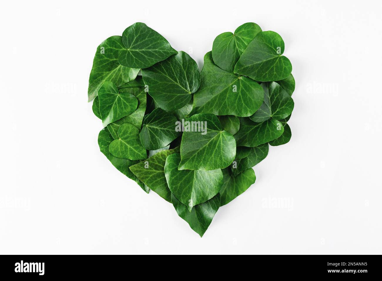 Herzförmige grüne Blätter isoliert auf weißem Hintergrund. Minimalistisches kreatives Valentinstag- oder Frauentagskonzept. Draufsicht. Flach verlegt Stockfoto