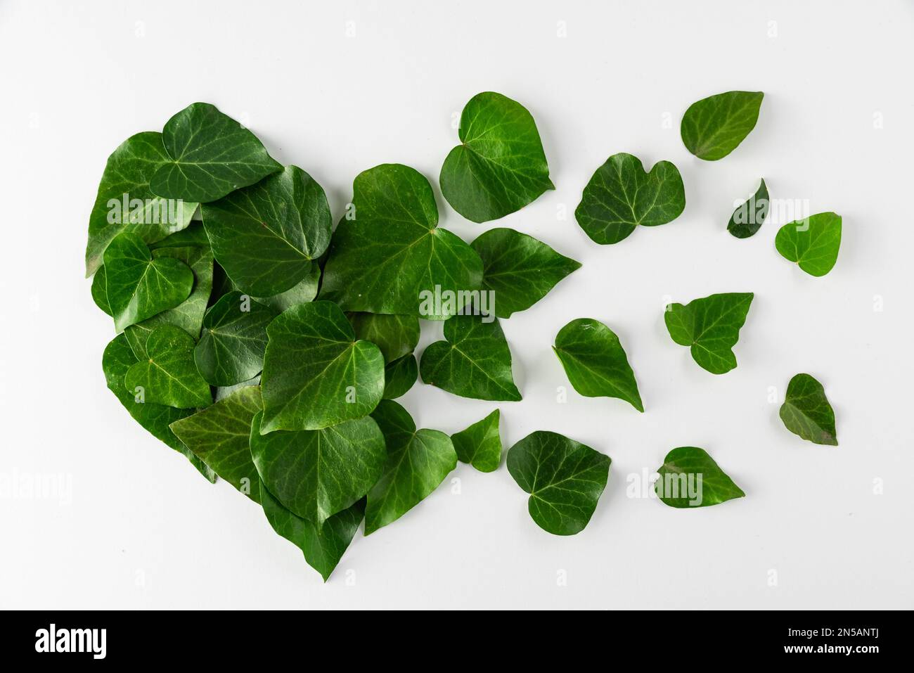 Herzförmige grüne Blätter auf weißem Hintergrund. Liebe oder Valentinstag-Konzept. Minimales flaches Verlegen. Draufsicht. Natur oder ökologischer Hintergrund. Stockfoto