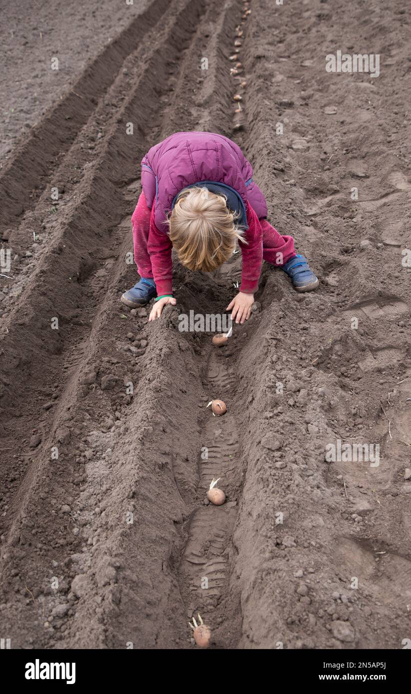 Ein nicht wiedererkennbares Kind lehnt sich im Frühling rüber und pflanzt gezüchtete Kartoffeln in Reihen im Boden. Tag Der Erde. Kleiner Bauernhilfer, interessante Kindheit, envi Stockfoto