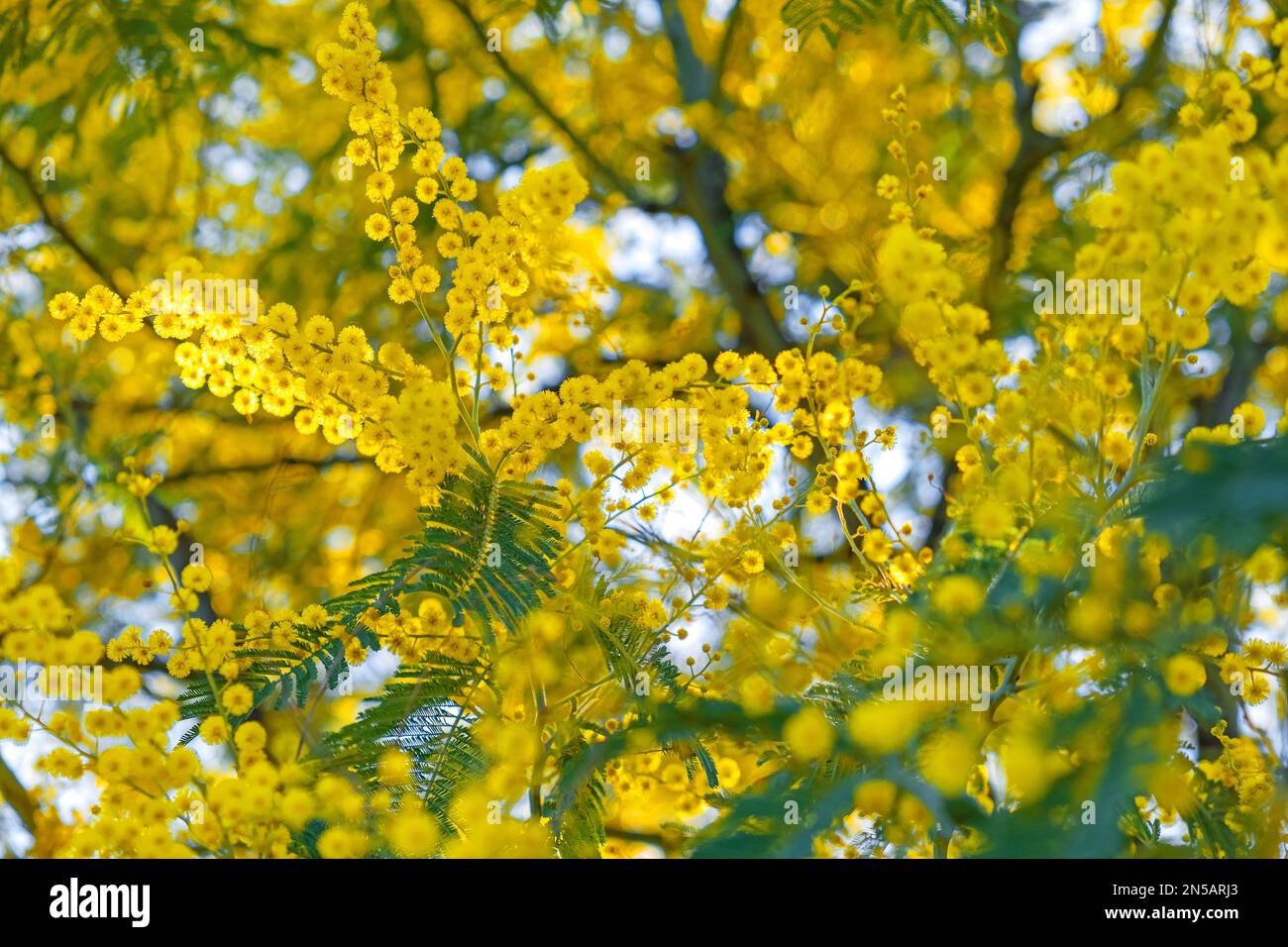 Nahaufnahme eines blühenden Zweigs gelber Mimosablüten im Frühling. Frauentag-Hintergrund. Naturkonzept Stockfoto