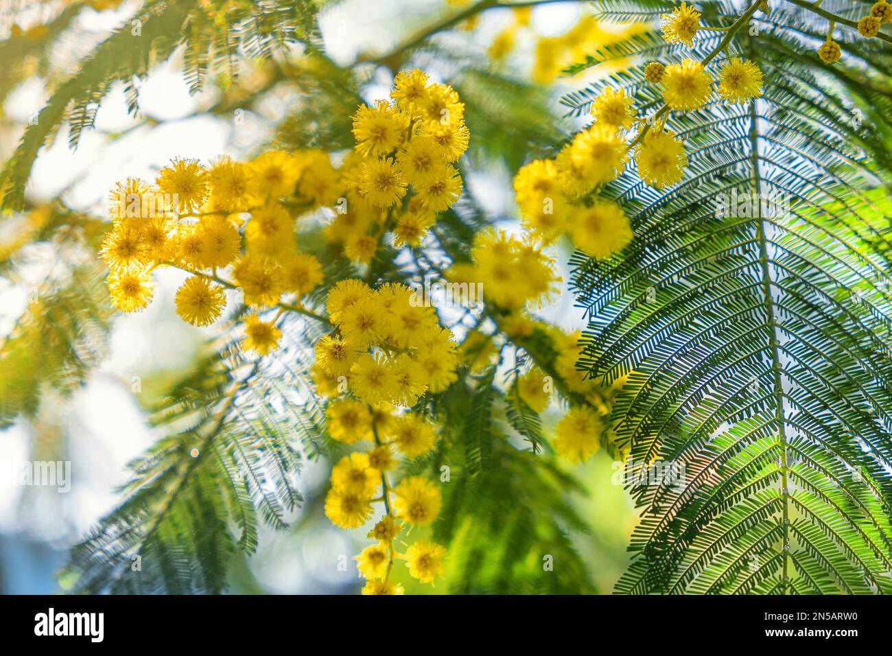 Nahaufnahme eines blühenden Zweigs gelber Mimosablüten im Frühling. Frauentag, Ostern-Hintergrund. Weichzeichner Stockfoto