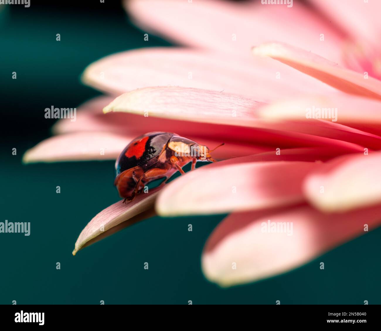 Eine Nahaufnahme von Ladybird (Coccinellidae) auf rosa Blütenblättern von Gerbera auf türkisfarbenem Hintergrund Stockfoto