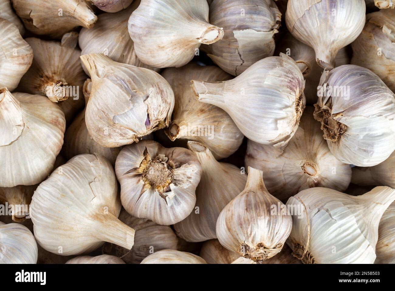 Hintergrund reifer Knoblauchknollen. Frischer Knoblauch im Regal. Gesundes Essen Gewürz Bild. Scharfe Kochzutat, Draufsicht Stockfoto