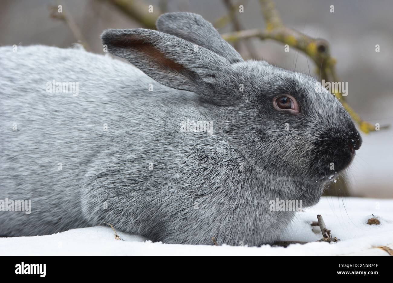 Kaninchen der Silberrasse Poltava, in der Ukraine gezüchtet Stockfoto