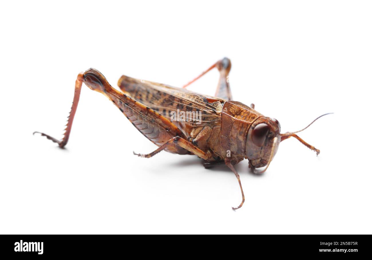 Brauner Grashüpfer isoliert auf weiß. Wildes Insekt Stockfoto