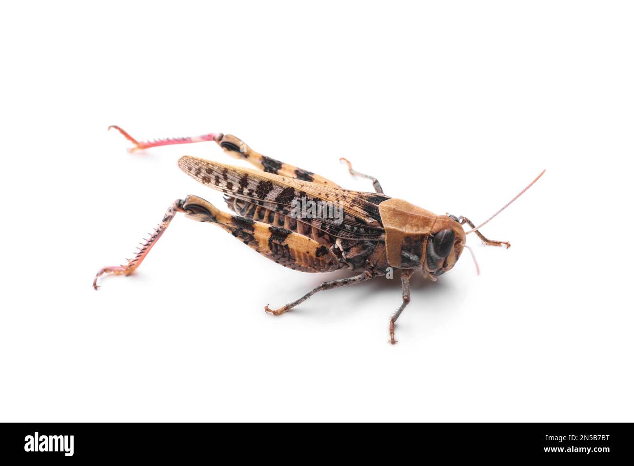 Gewöhnlicher Grashüpfer isoliert auf weiß. Wildes Insekt Stockfoto