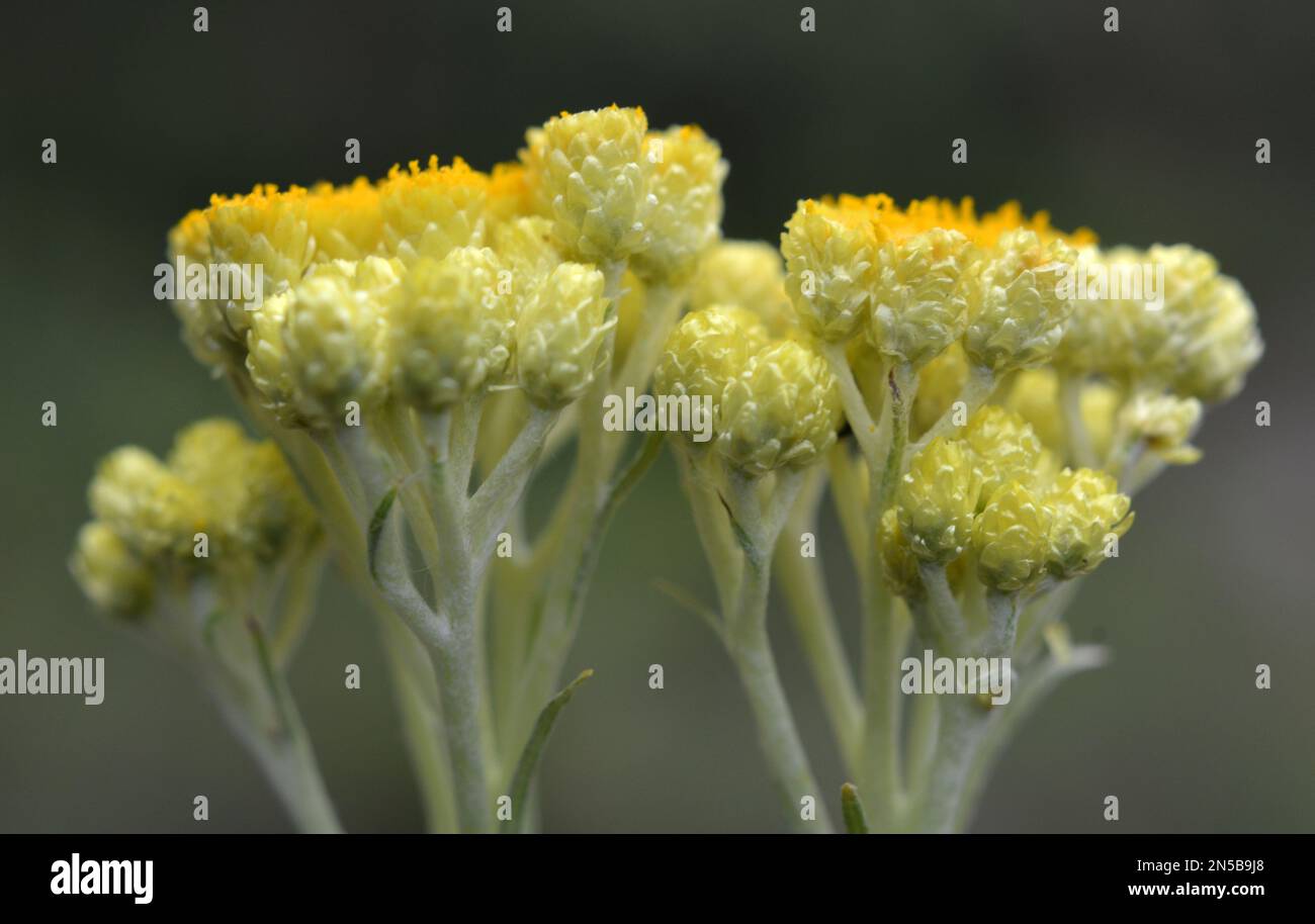 Im Sommer in freier Wildbahn blüht die unsterbliche Blüte (Helichrysum Arenarium) Stockfoto