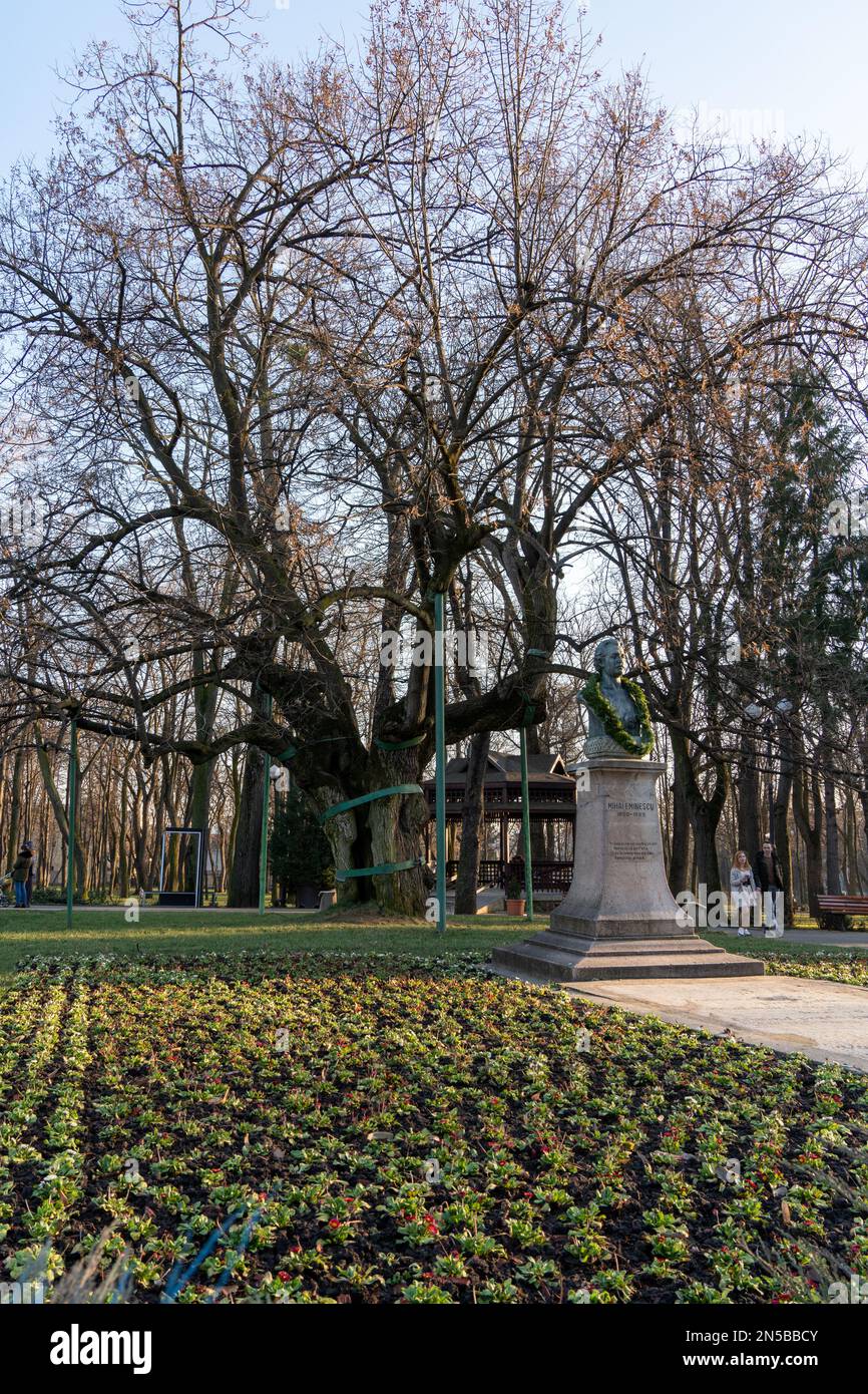 Iasi, Rumänien, 21. Januar 2023. Eminescus Linden, eine über 500 Jahre alte Linde mit einer großen Geschichte. Eminescus Linden ( Teiul lui Eminescu ) ist supp Stockfoto
