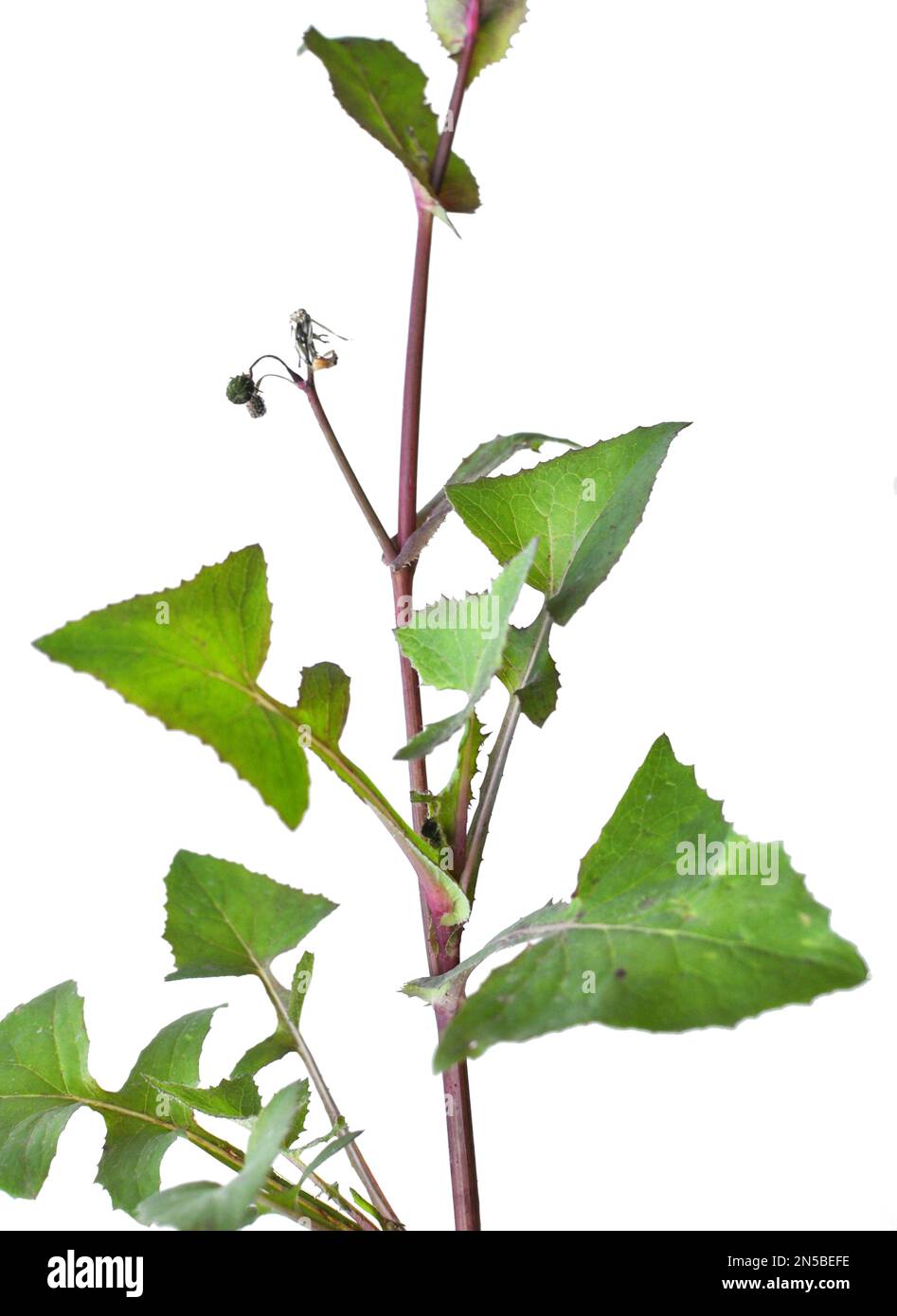 Die gelbe Gartendistel (Sonchus oleraceus) wächst in freier Wildbahn Stockfoto