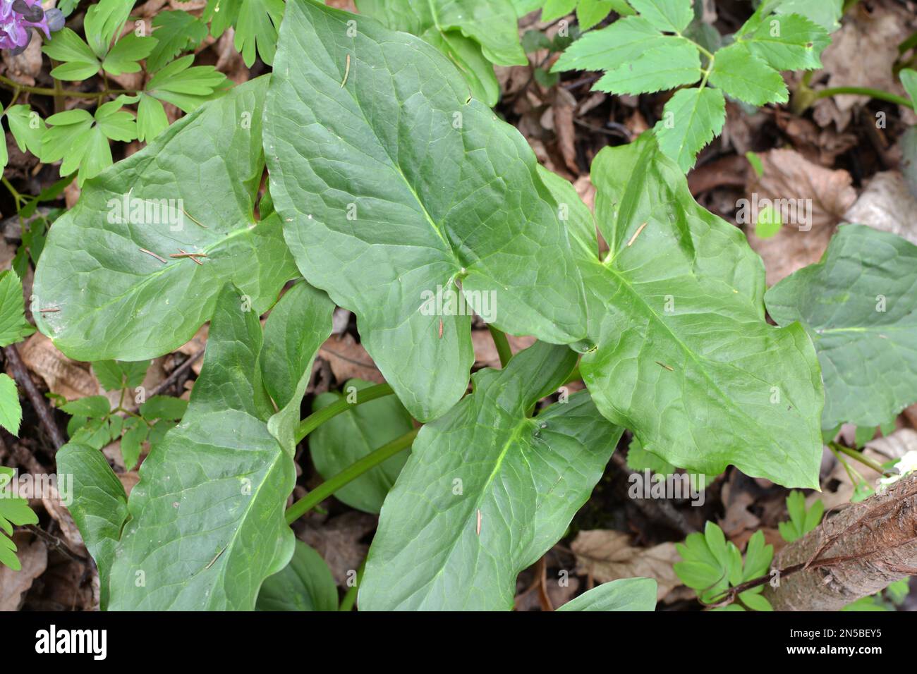 Arum (Arum besserianum) wächst im Wald im Frühjahr. Stockfoto