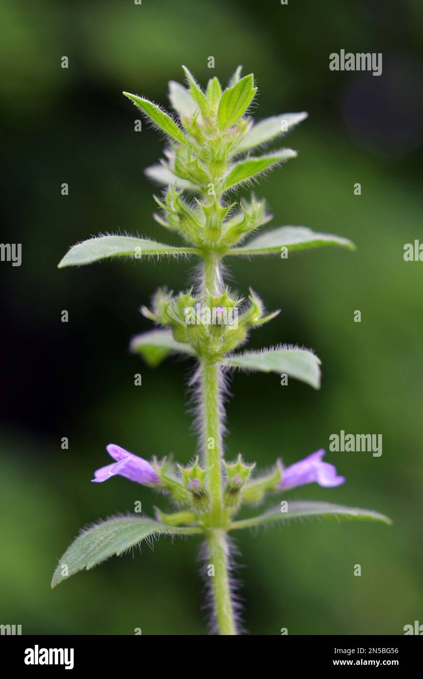 Clinopodium Acinos wächst im Sommer in der Wildnis Stockfoto