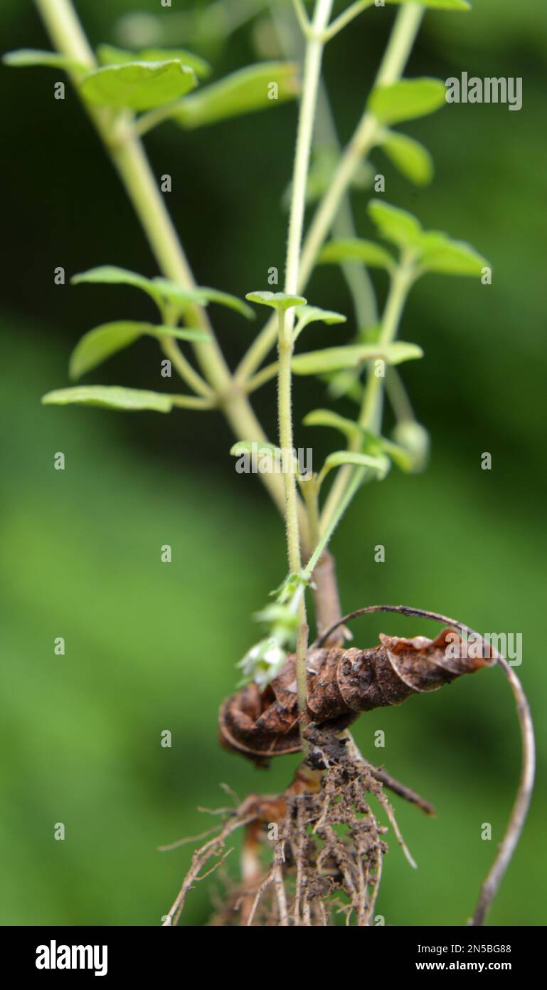 Clinopodium Acinos wächst im Sommer in der Wildnis Stockfoto