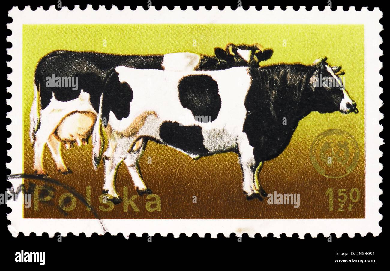 MOSKAU, RUSSLAND - 4. FEBRUAR 2023: Poststempel gedruckt in Polen zeigt Rinder (Bos primigenius taurus), 20. Kongress des Europäischen Tierzuchtunternehmens F. Stockfoto