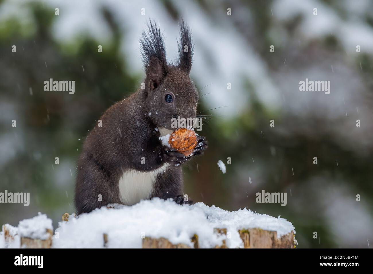 Europäisches rotes Eichhörnchen, eurasisches rotes Eichhörnchen (Sciurus vulgaris), dunkelbraunes Eichhörnchen im Winterfell, das eine Walnuss auf einem Baumstumpf isst, Deutschland, Stockfoto