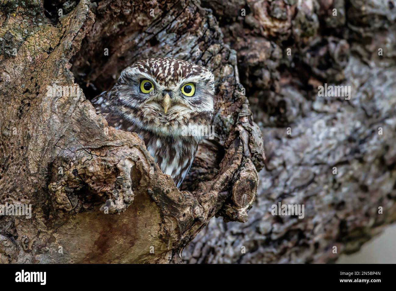 Kleine Eule (Athene noctua), aus einem Baumloch, Deutschland, Baden-Württemberg Stockfoto
