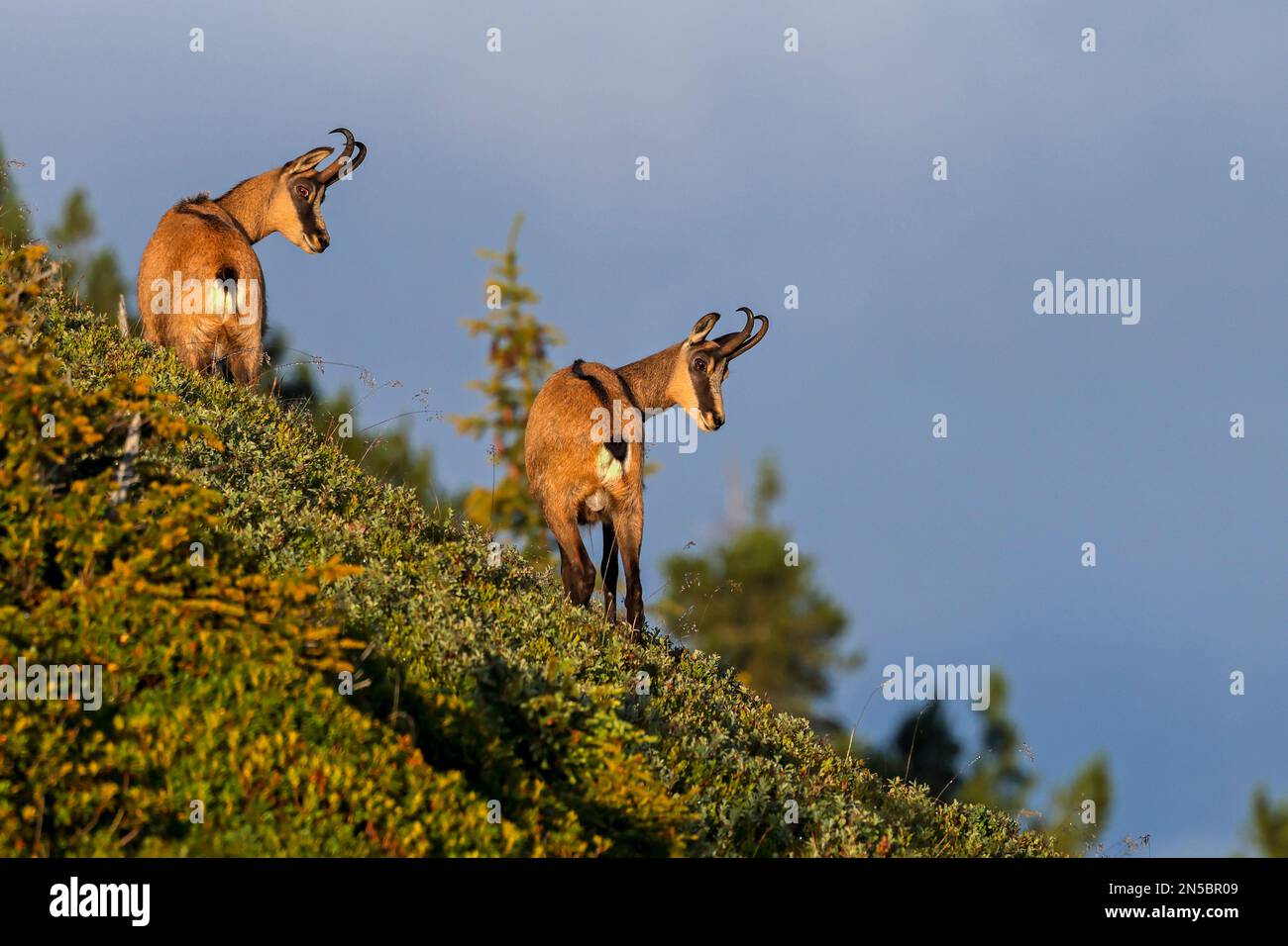 Chamois (Rupicapra rupicapra), zwei Tiere stehen am Berghang und schauen nach unten, Schweiz, Berner Oberland, Beatenberg Stockfoto