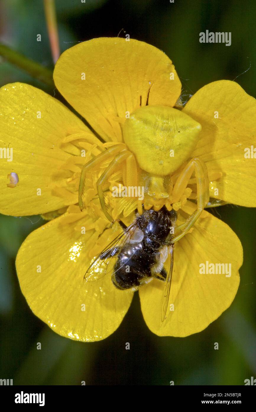 Krabbenspinne (Thomisus onustus), weiblich mit gefangenem Insekt in einer Butterblume, Deutschland Stockfoto