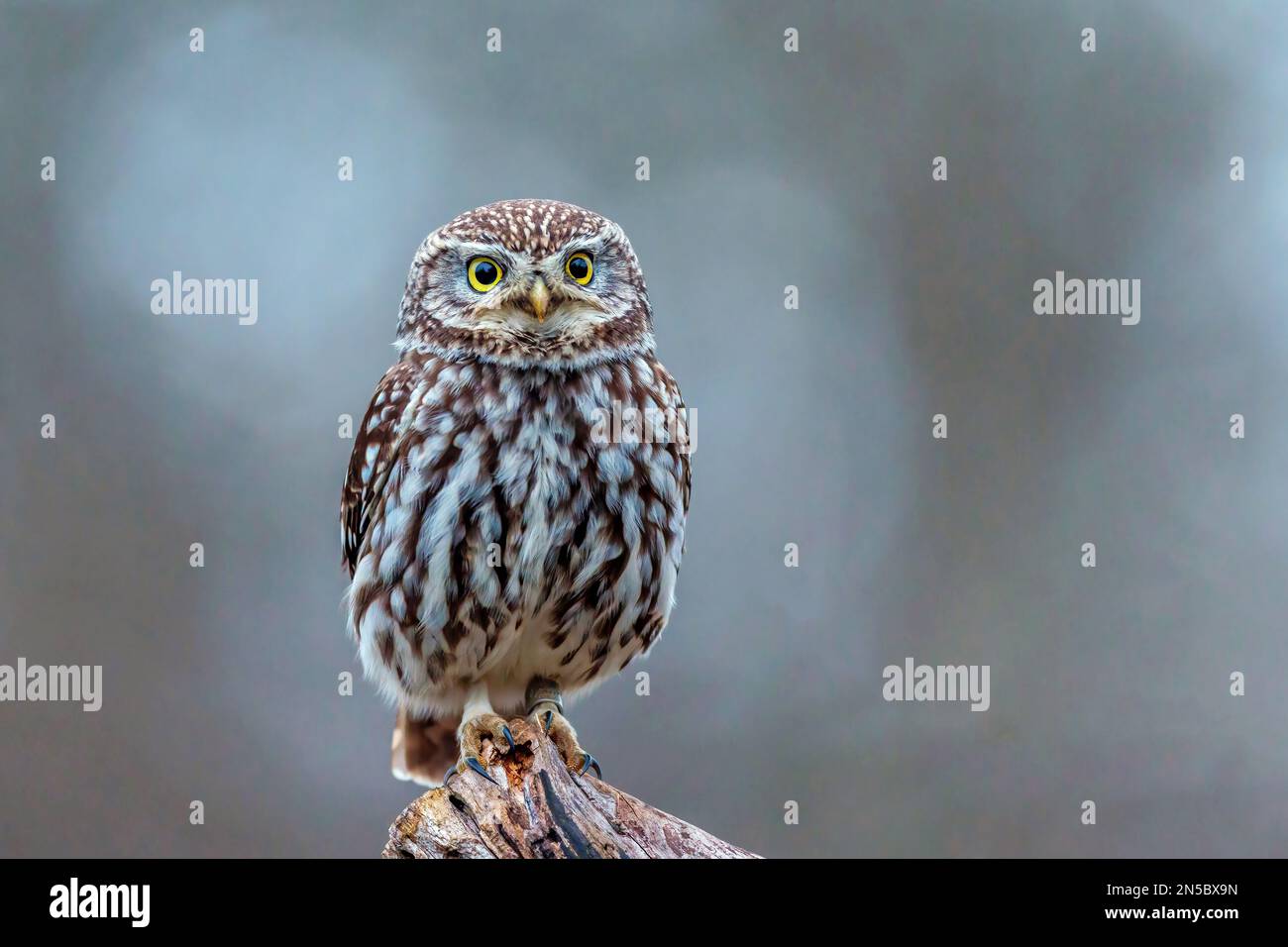 Kleine Eule (Athen noctua), kleine Eule mit Beinen auf totem Holz, Vorderansicht, Deutschland, Baden-Württemberg Stockfoto
