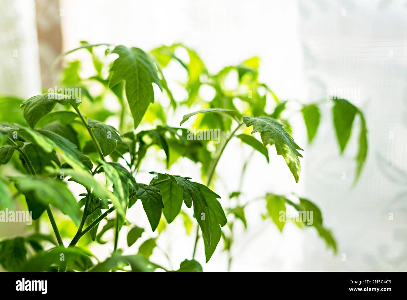 Setzlinge von Tomaten am Fenster, Wachstum und Entwicklung von Pflanzen