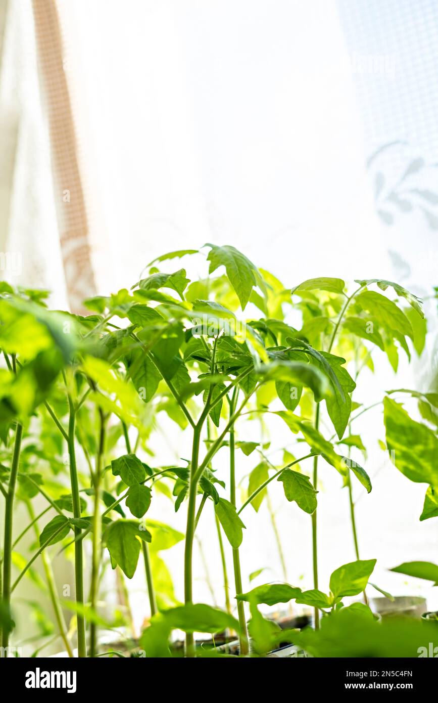 Setzlinge von Tomaten am Fenster, Wachstum und Entwicklung von Pflanzen, Anbau von Gemüse, ökologischer/biologischer Garten, Sprossen, Kopierraum Stockfoto