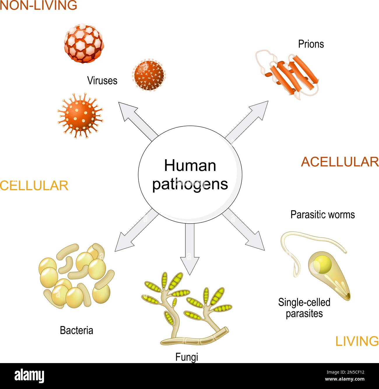 Arten von Infektionserregern von Prionen und Viren bis hin zu Bakterien, Pilzen, Würmern, einzelligen und einzelligen Organismen. Detailliertes Diagramm über Acellul Stock Vektor