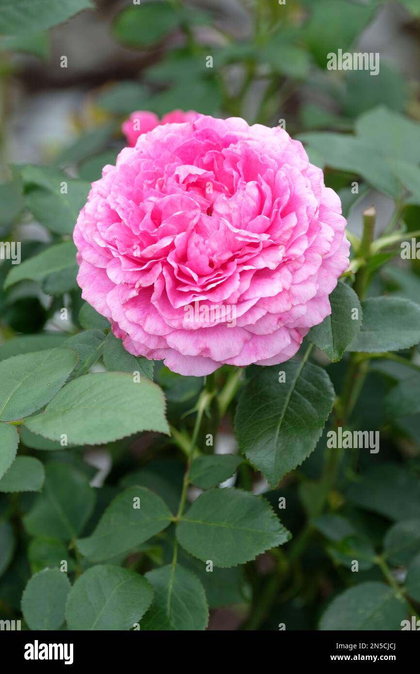 Rosa Noble Antonius, englische Rose Noble Antonius, vollständiges Doppel, kompakter Strauß Rosa Magenta-Rosa Blumen. Stockfoto