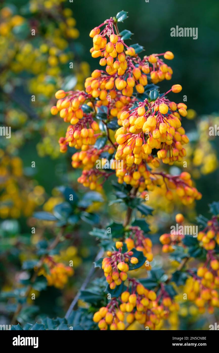 Berberis Darwinii, Darwins Barbeere, immergrüner Strauch, herabhängende Razemen orangefarbener und gelber Blumen, in Knospen rot geprägt Stockfoto