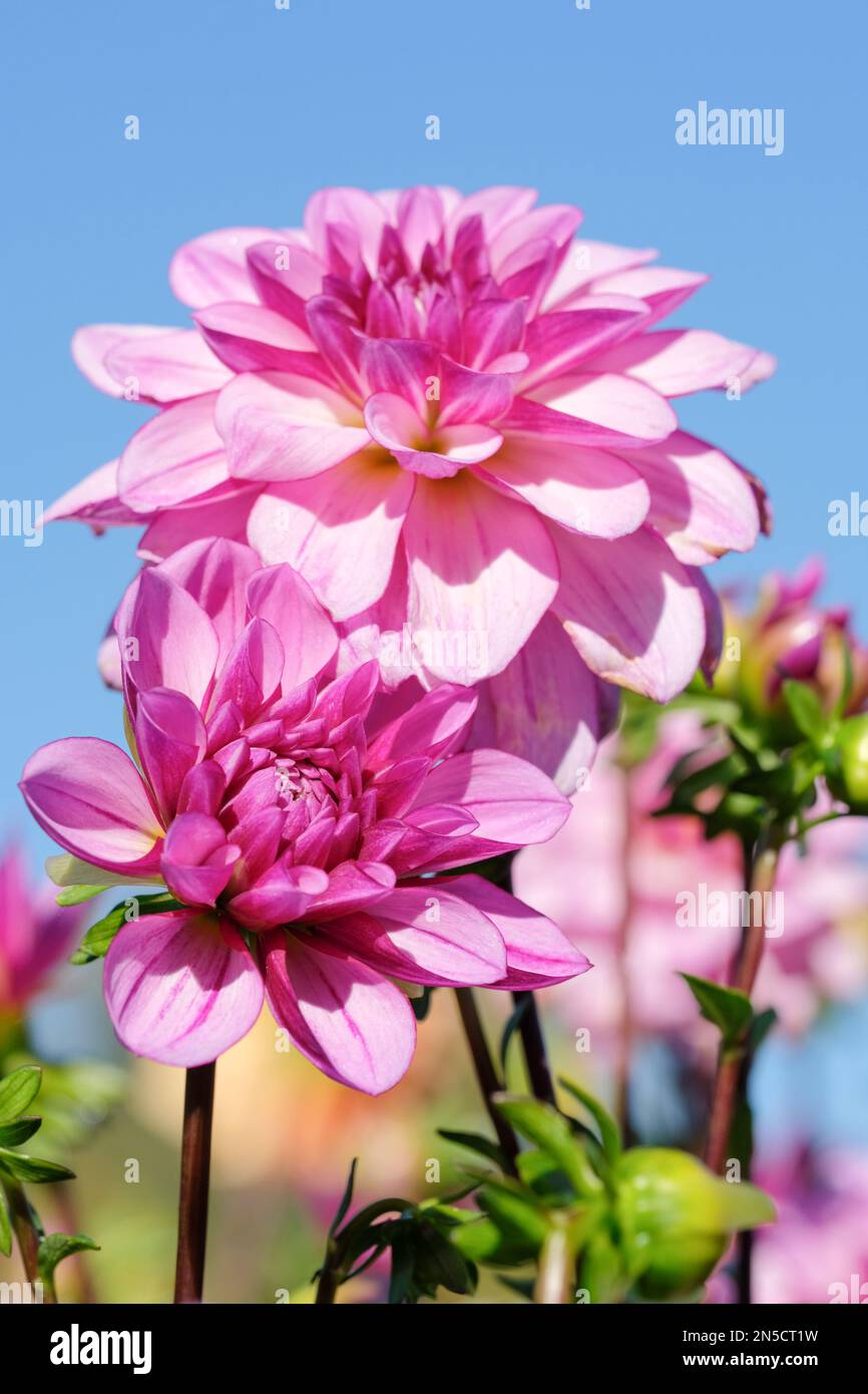 Dahlia-Verführung, dekorative mehrjährige Blüte, Flieder mit weichen Fliederstreifen, dunkles Herz, Stockfoto