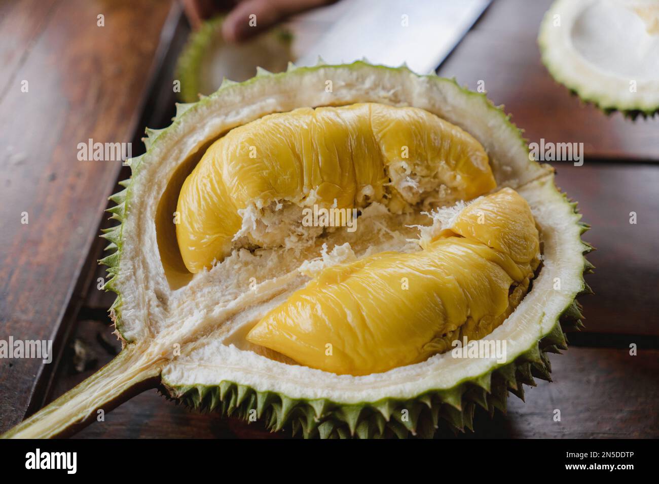 Halb geöffnete Durianfrucht, der König der Früchte, auf einem Tisch. Tropische und exotische Früchte aus Malaysia, Südostasien. Musang King-Variante. Stockfoto