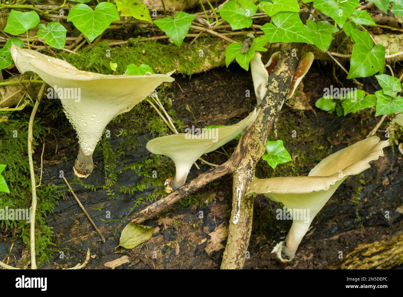 Pilze der Bay Polypore (Polyporus durus), die auf einem verrottenden Stamm in einem Waldgebiet in England wachsen. Stockfoto