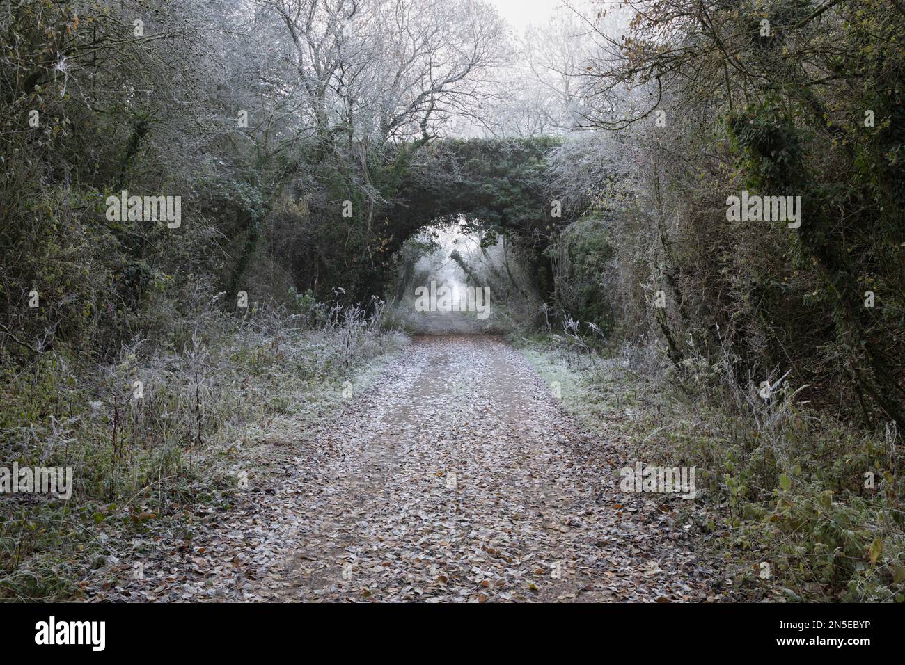 Ehemalige Bahnlinie und Brücke in Old Burghclere der Didcot, Newbury und Southampton Railway an einem nebeligen Wintermorgen Stockfoto