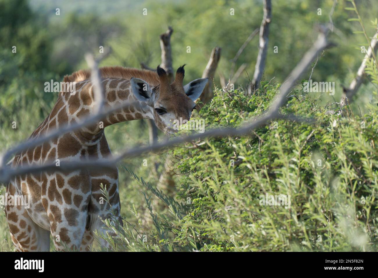 Giraffen essen Unterholz Stockfoto