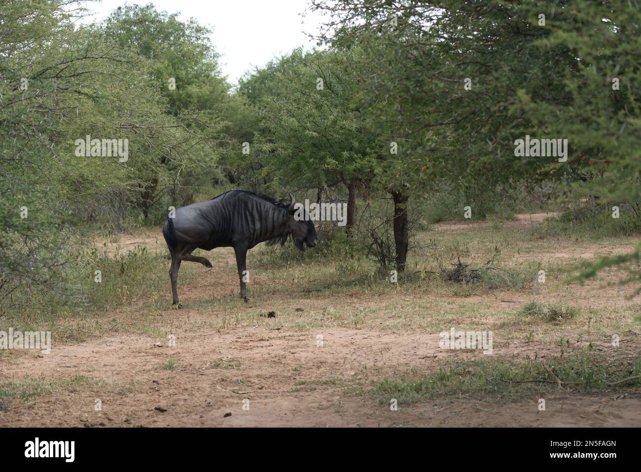 Tanzende Wildebeest Stockfoto