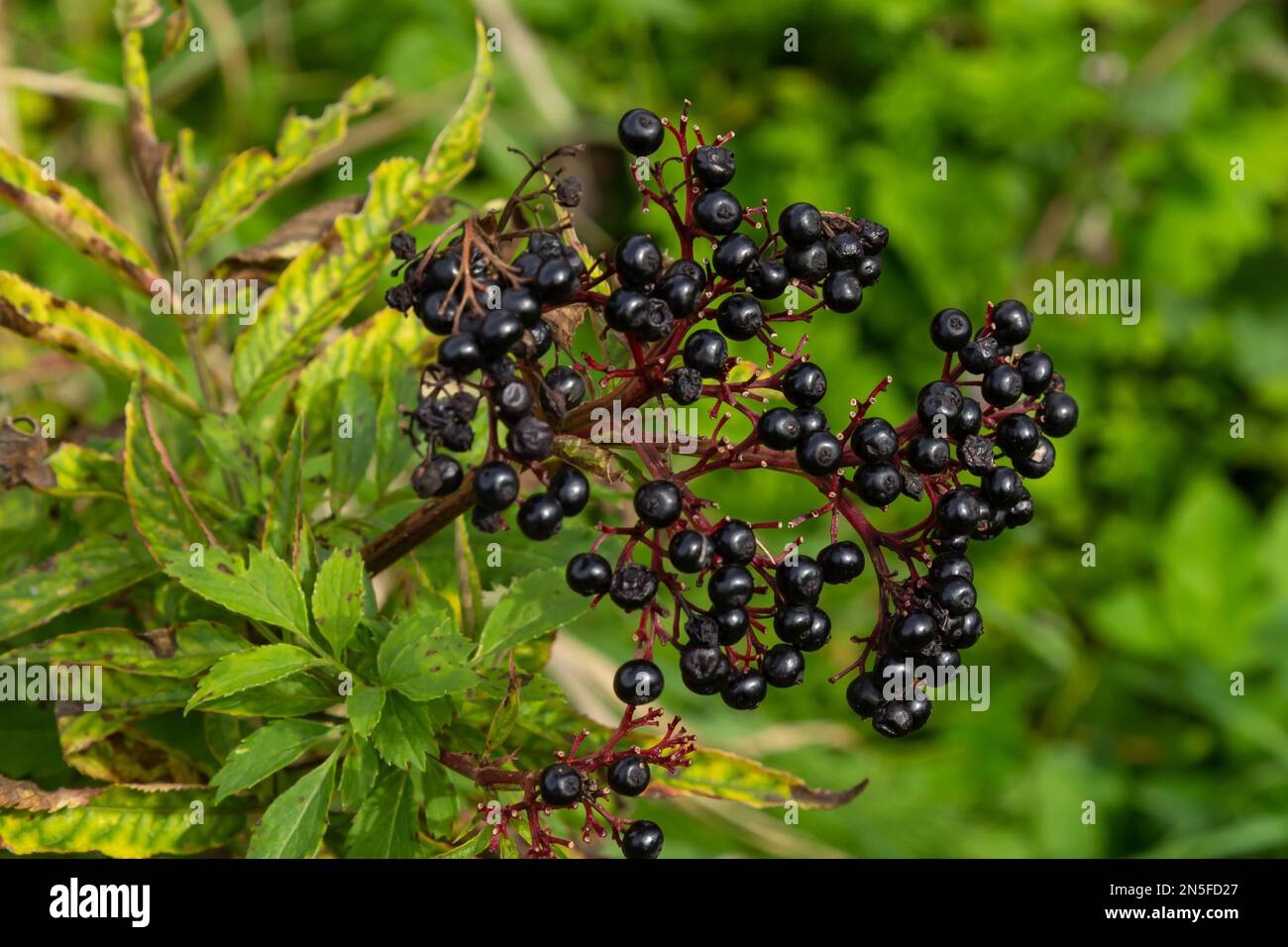 In den wilden Beeren, reif auf schwarzem Gras, dem älteren Sambucus ebulus. Stockfoto