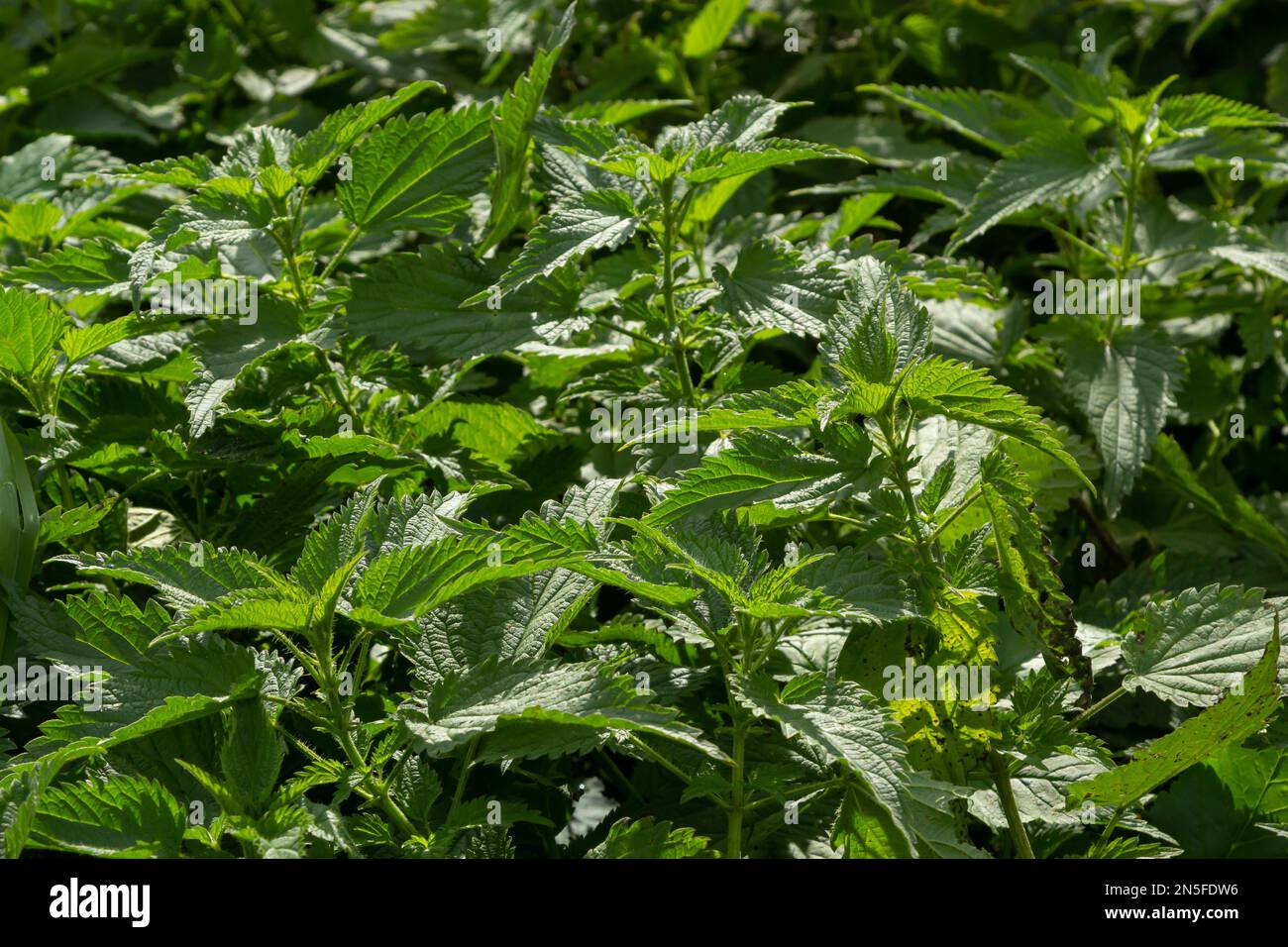 Urtica dioica oder Brennnessel im Garten. Stachelnessel, eine Heilpflanze, die als blutende, diuretische, antipyretische, Wundheilung verwendet wird, Stockfoto