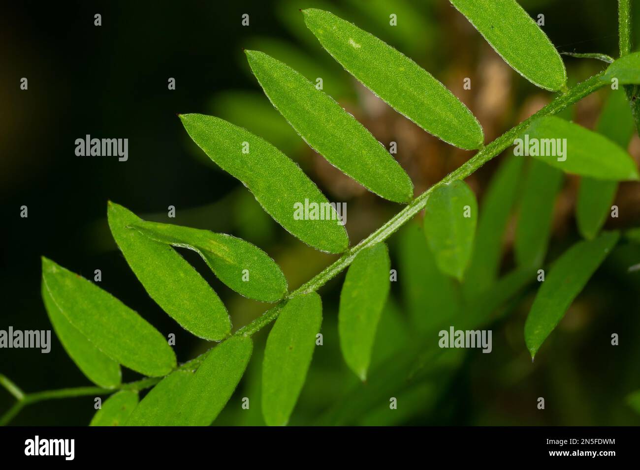 Bush Vetch Vicia sepium. Leaf-Nahaufnahme. In einer natürlichen Umgebung, verschwommener Hintergrund. Stockfoto