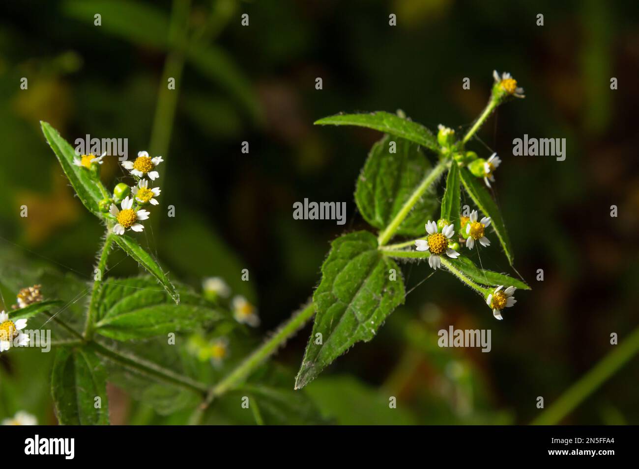 Nahaufnahme Galinsoga quadriradiata ist eine blühende Pflanzensorte der Familie Asteraceae, die unter mehreren gebräuchlichen Namen bekannt ist, einschließlich Shag Stockfoto
