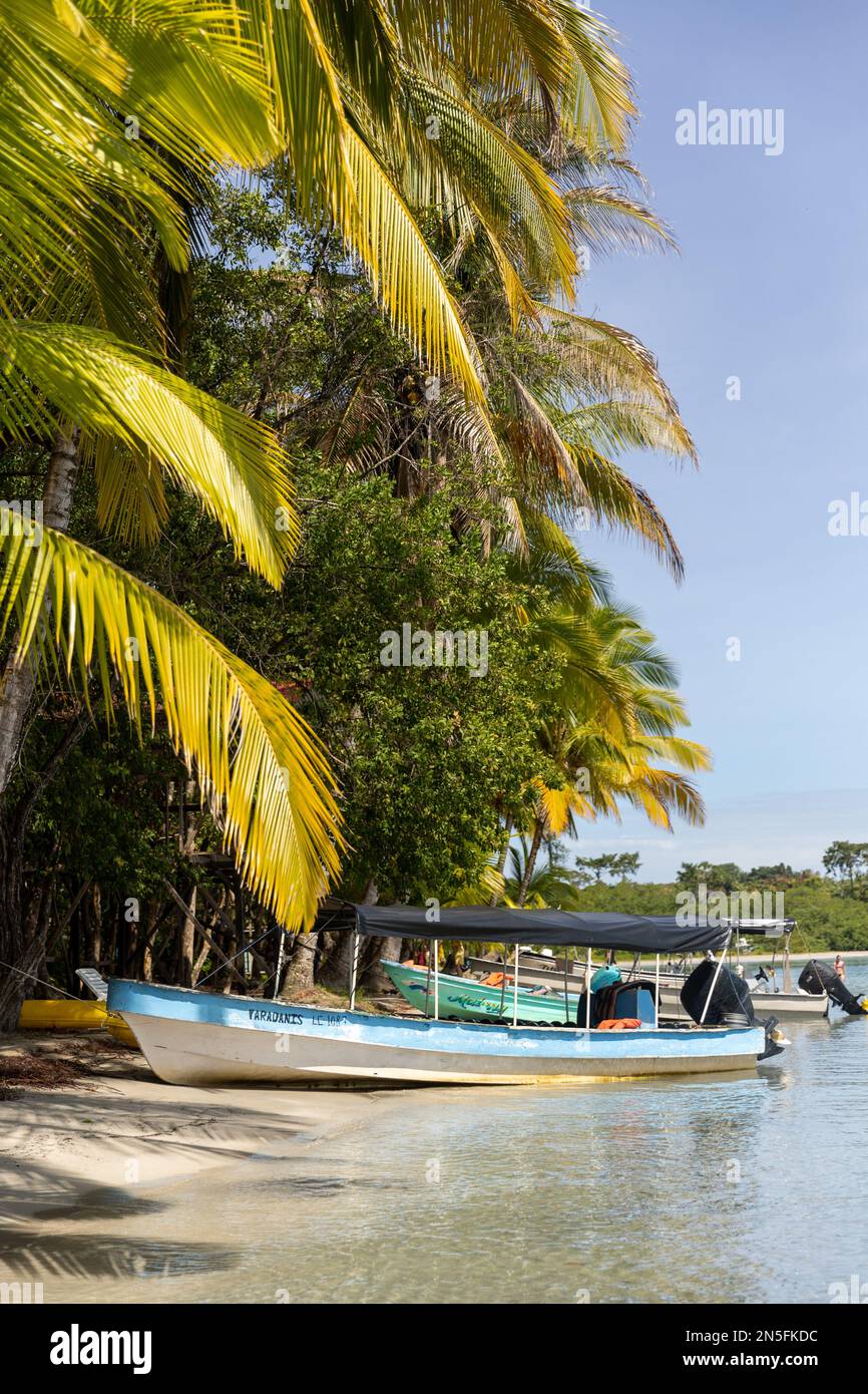 Starfish Beach, Bocas del Toro, Panama Stockfoto