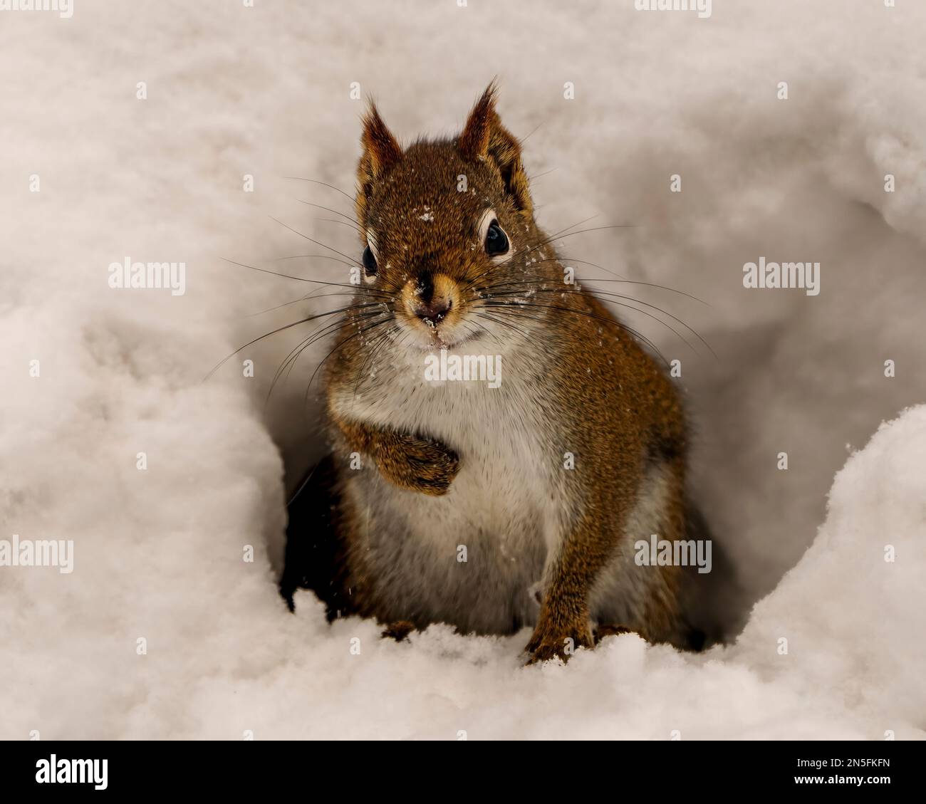 Das Eichhörnchen in seiner Wintergrube sieht in die Kamera und zeigt sein braunes Fell, seine Pfoten, Ohren, Augen, Mund, In seiner Umgebung und Umgebung. Stockfoto