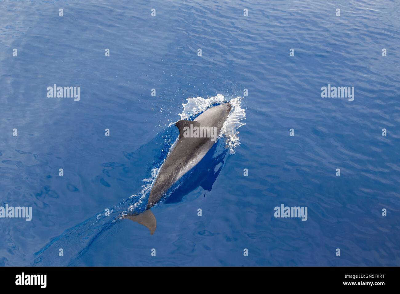 Dies ist die Rückseite eines Delphins, der sich nahe der Oberfläche des Meerwassers bewegt. Stockfoto