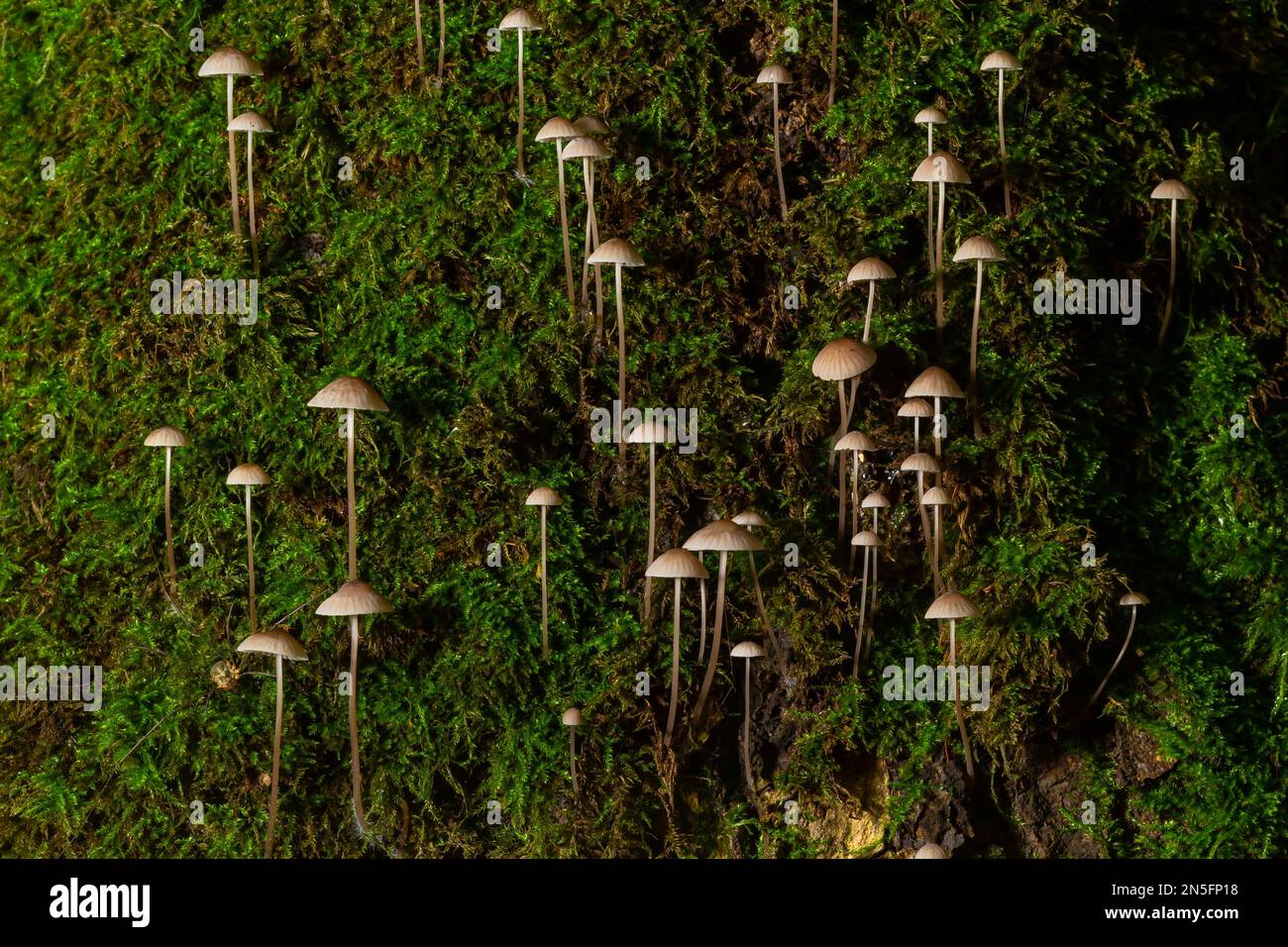 Weiße Pilze im Wald, Mycena Piringa Pilze. Stockfoto